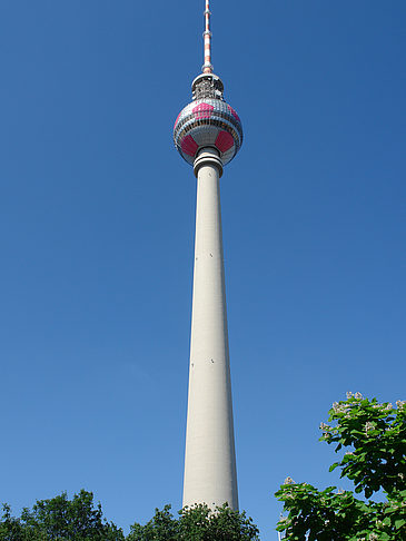 Fernsehturm und Bäume