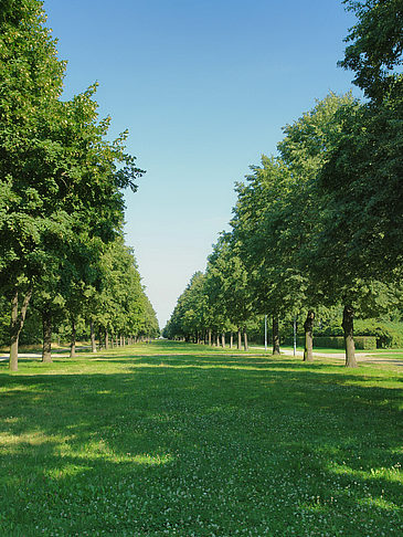 Foto Wiese mit Bäumen - Dresden