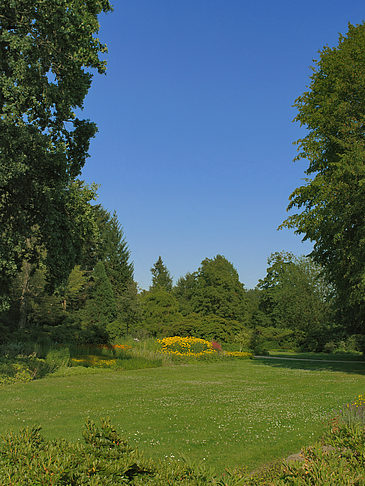 Fotos Wiese mit Bäumen