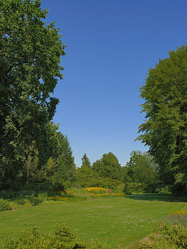 Wiese mit Bäumen Foto 
