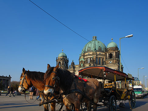 Foto Dompferde - Berlin