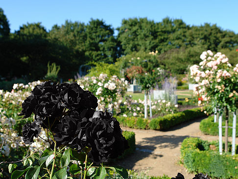 Fotos Planten un Blomen - Rosengarten | Hamburg