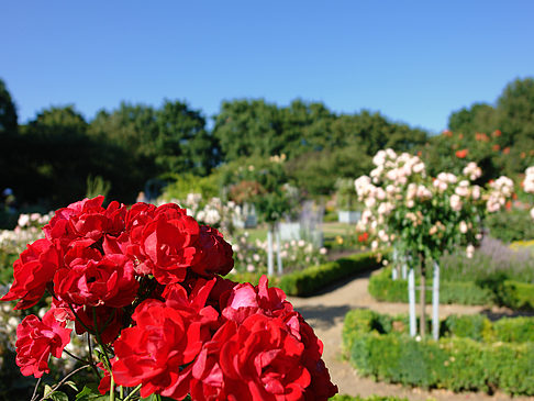 Fotos Planten un Blomen - Rosengarten