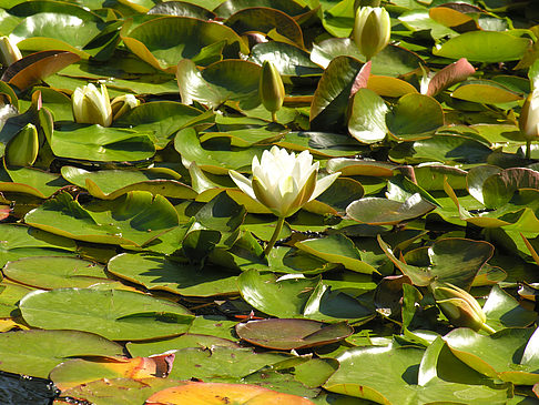 Fotos Planten un Blomen - Wasserkaskaden