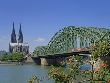 Foto Strauch vor Hohenzollernbrücke - Köln