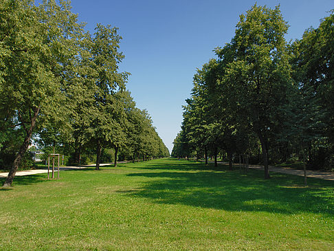 Foto Wiese