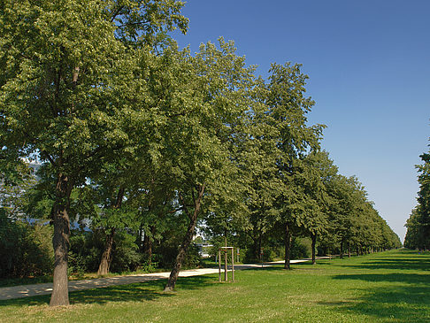Foto Wiese - Dresden