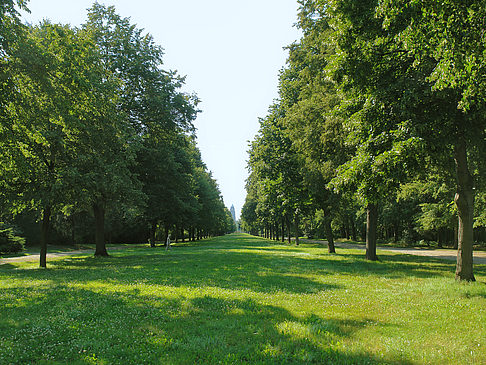 Fotos Wiese mit Bäumen | Dresden