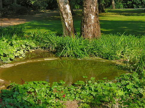 Foto Wiese mit Bäumen - Dresden