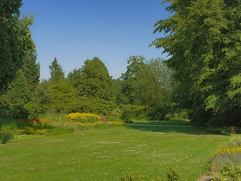 Foto Wiese mit Bäumen