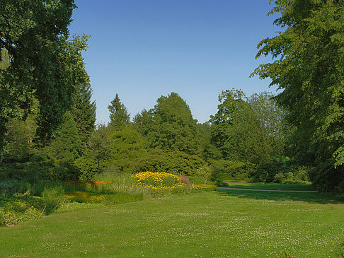 Wiese mit Bäumen Foto 