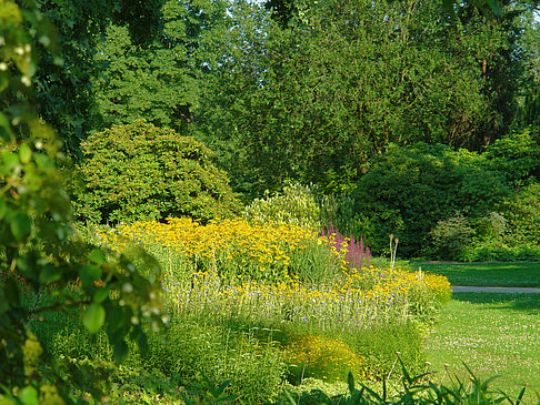 Wiese mit Bäumen Foto 