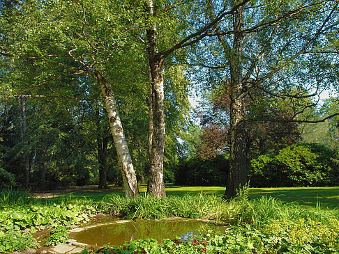 Fotos Wiese mit Bäumen | Dresden