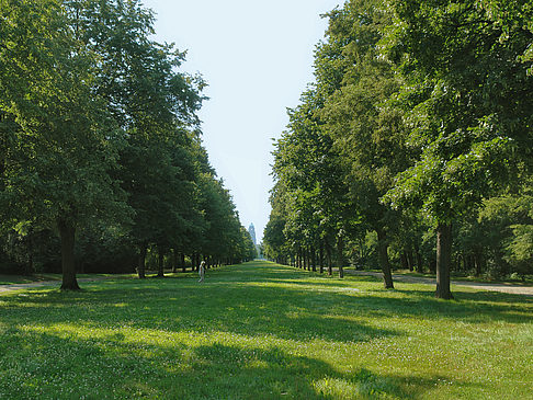 Foto Wiese mit Bäumen