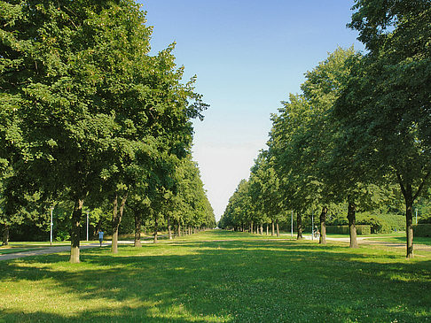 Fotos Wiese mit Bäumen | Dresden