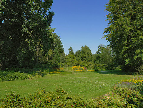 Fotos Wiese mit Bäumen