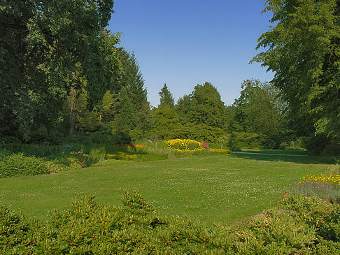 Foto Wiese mit Bäumen - Dresden